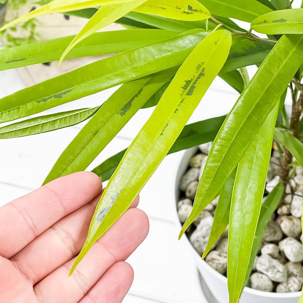 PLANCHU 観葉植物 フィカス アムステルゴールド 6号鉢 受け皿付き 育て方説明書付き Ficus binnendijkii ‘Amstel Gold’ ショウナンゴムノキ アムステルダムゴールド
