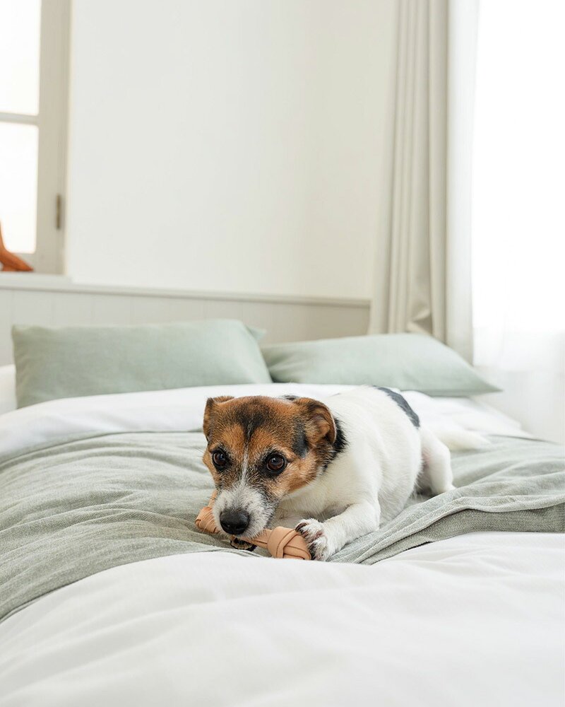 DADWAYPET ダッドウェイペット FAD ファッド レザーボーン 犬用おもちゃ L