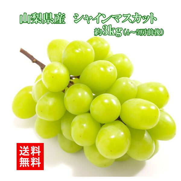 【予約商品 9月初旬出荷】シャインマスカット 山梨県産 朝採れ お中元 ギフト 3kg 4～5房 大粒 ぶどう 糖度18以上 クール便無料 送料無料