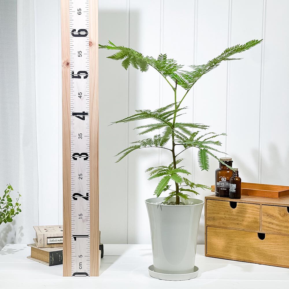 PLANCHU 観葉植物 エバーフレッシュ 5号鉢 受け皿付き 育て方説明書付き Cojoba arborea var. angustifolia コヨバ アカサヤネムノキ