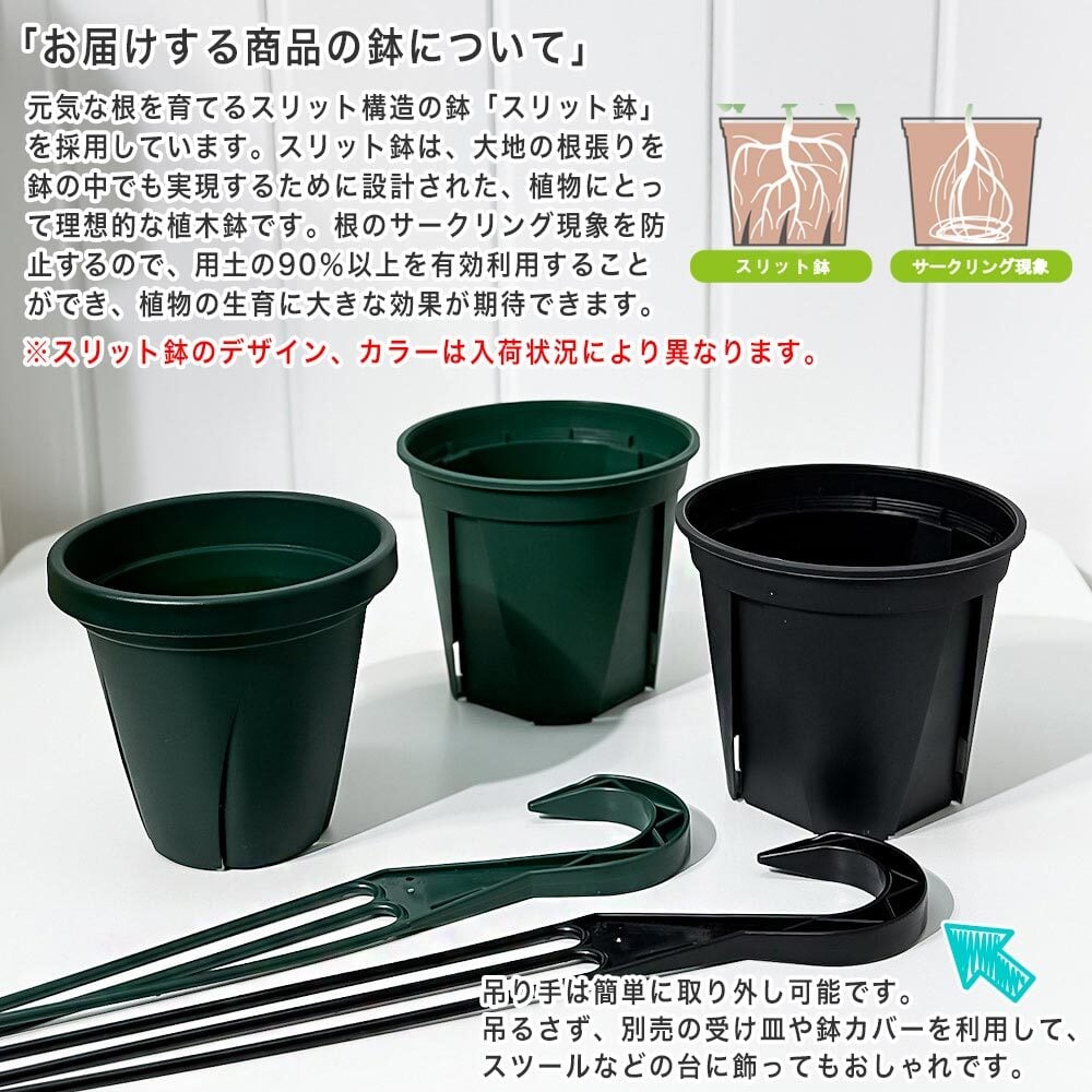 PLANCHU 東洋ラン シンビジウム フォアゴットンフルーツ 6号吊り鉢 育て方説明書付き Cymbidium ‘Forgotten Fruits’ ミツバチラン キンリョウヘン シンビジューム