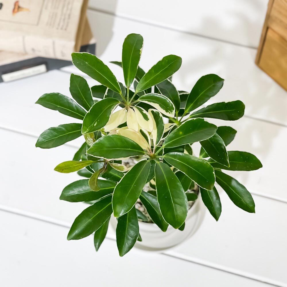 PLANCHU 観葉植物 シェフレラ アルボリコラ ムーンドロップ 3.5号鉢 受け皿付き 育て方説明書付き Schefflera arboricola ‘Moondrop’ ホンコンカポック 斑入り