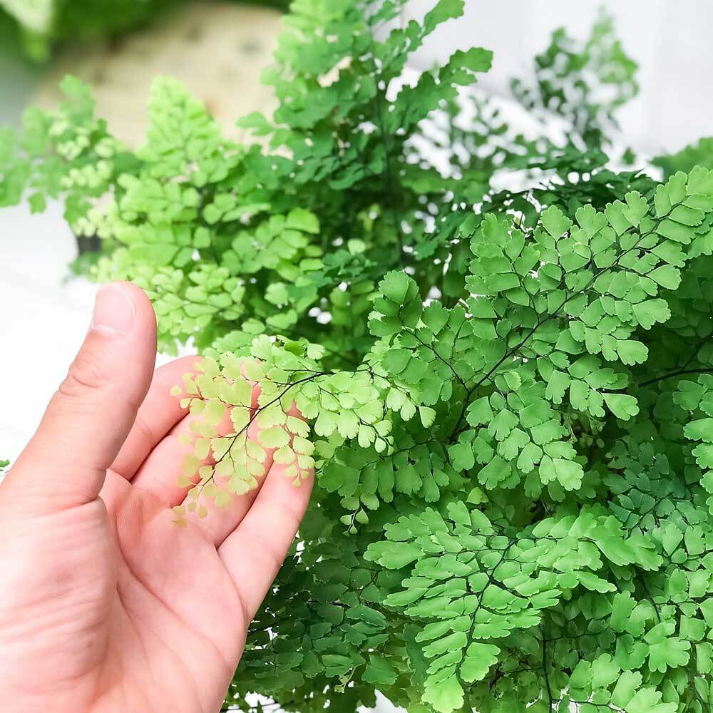 PLANCHU 観葉植物 アジアンタム フリッツルーシー 5号鉢 受け皿付き 育て方説明書付き Adiantum raddianum ‘Fritz Luthi’ シダ植物