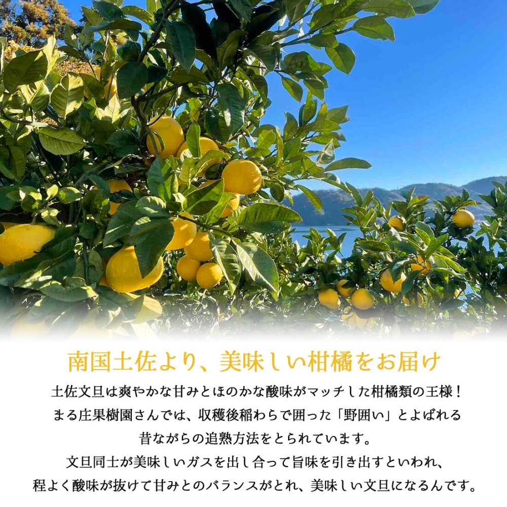 土佐文旦 野囲い 文旦 大玉 2L～4L 10kg 家庭用 土佐市 まる庄果樹園 産直 山間部栽培 ぶんたん 産地直送 高知産 ジューシー まろやか 高知 ブンタン 農家直送 ネコちゃん箱入り 届いてすぐに食べれる追熟文旦【送料無料】