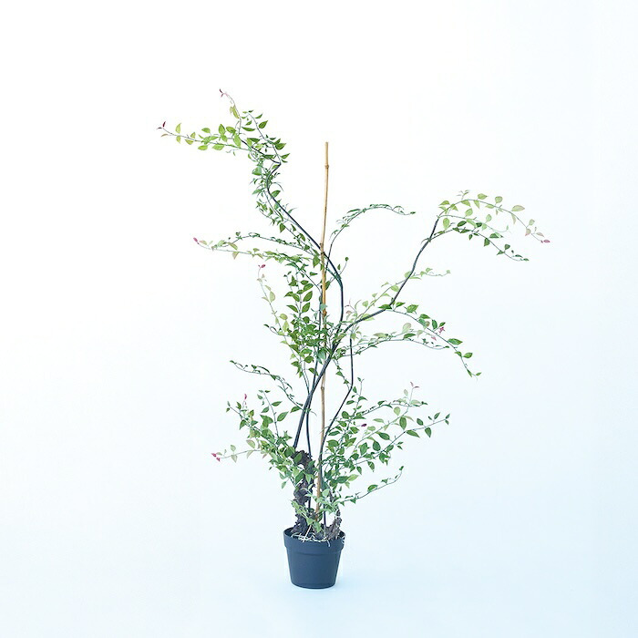 観葉植物 造花 ライベリー BROWN 全高約125cm 大型 フェイクグリーン 本物そっくり おしゃれ インテリア 人工観葉植物 アーティフィシャルグリーン オフィス 店舗 ホテル 開店祝い 室内 インテリアグリーン 枝もの フェイク