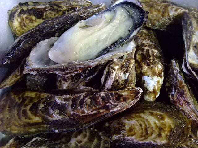 【11月1日から発送開始予定】殻付き生牡蠣 岡山県 日生産 牡蠣 | 3kgパック牡蠣むきナイフ 軍手付き 加熱用 お歳暮 牡蠣 殻付き カキ かき 牡蛎 殻付き牡蠣