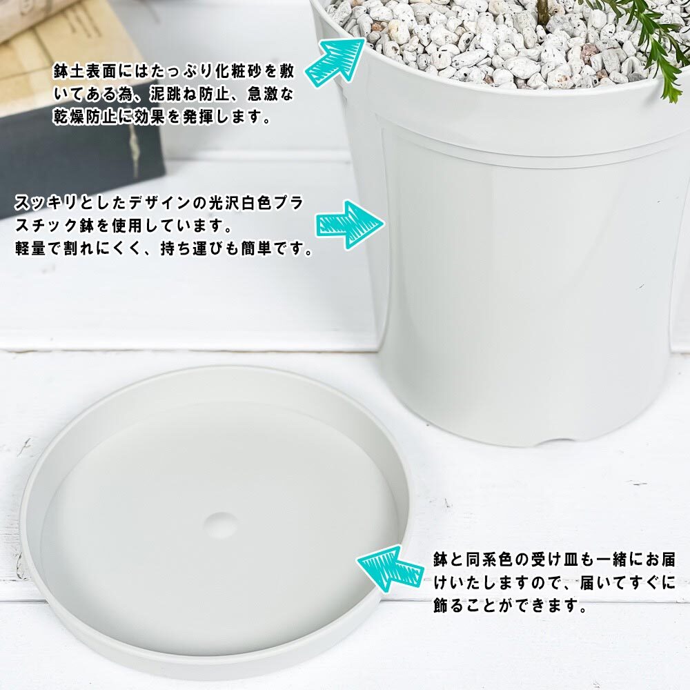 虫除け植物 モスキートブロッカー 4号鉢 2鉢セット 受け皿付き 育て方説明書付き Leptospermum liversidgei レプトスペルマム オージープランツ ハーブ苗 PVP