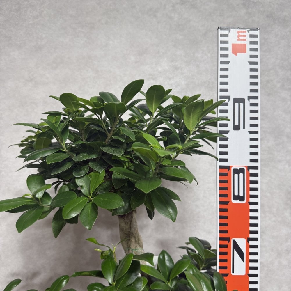 ガジュマル 観葉植物 八の字 8号鉢苗 大型 盆栽 末広がりの8の字 室内 珍しい 希少種 多幸の木 幸福をもたらす精霊が住むガジュマルの木 おしゃれなインテリア 結婚祝い 新築祝い 開店祝い 開業祝い 誕生日 母の日 父の日 記念日 プレゼントギフト 肥料別売り 敬老の日
