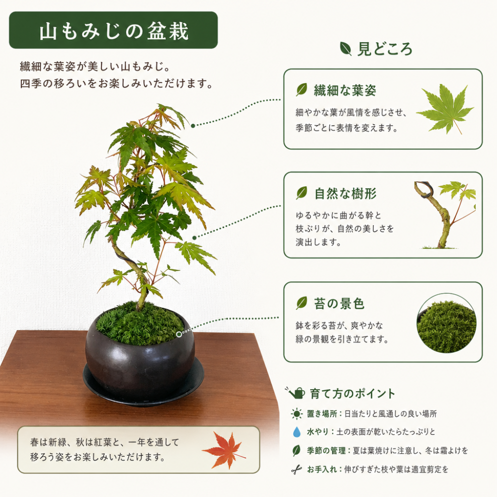 もみじ 人気ギフト 送料無料 盆栽 山もみじ 日時指定可 育て方ガイド付 ラッピング無料 記念樹 鉢植え シンボルツリー 日本庭園 苔リウム 盆栽 もみじ 室内 初心者 おしゃれ 花 誕生日 引っ越し 還暦 退職 お祝い 母の日 父の日 プレゼント