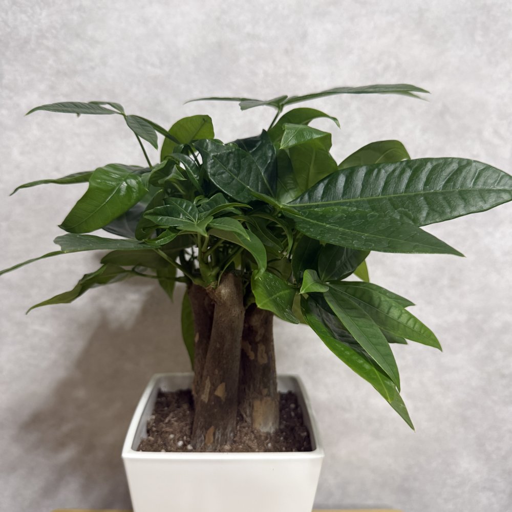 観葉植物 パキラ グラブラ 3本立ち ミニ 卓上 小さい 4号 高さ約35cm 白 スクエア鉢 マネーツリー 育てやすい 耐陰性 インテリア デスク 棚 一人暮らし 誕生日 引っ越し祝い 就職祝い 退職祝い お礼 プチギフト お祝い ギフト プレゼント おしゃれ