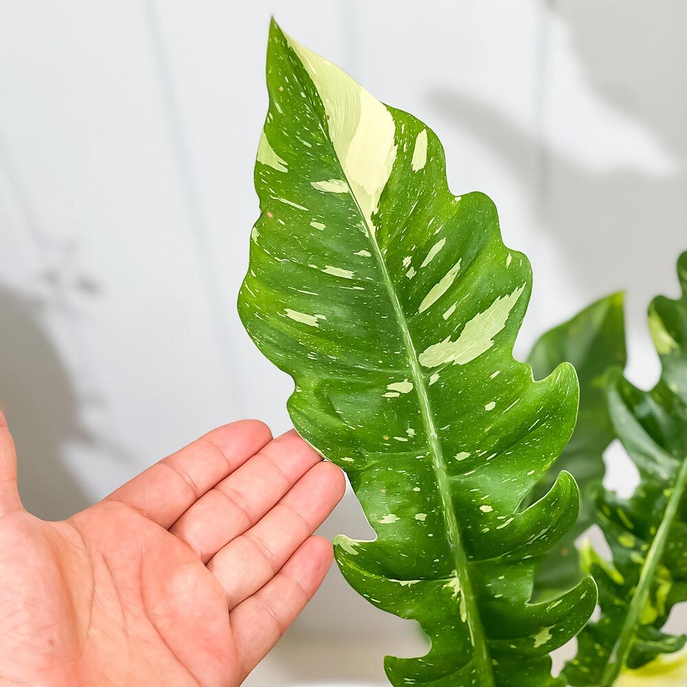 PLANCHU 観葉植物 フィロデンドロン リングオブファイア 5号鉢 受け皿付き 育て方説明書付き Philodendron ‘Ring Of Fire’ リングオブファイヤー 斑入り アロイド