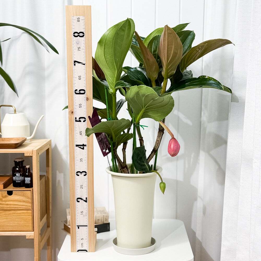 PLANCHU 熱帯花木 メディニラ マグニフィカ フラメンコ 7号鉢 受け皿付き 育て方説明書付き Medinilla magnifica ‘Flamenco’ 熱帯の宝石 観葉植物 鉢花