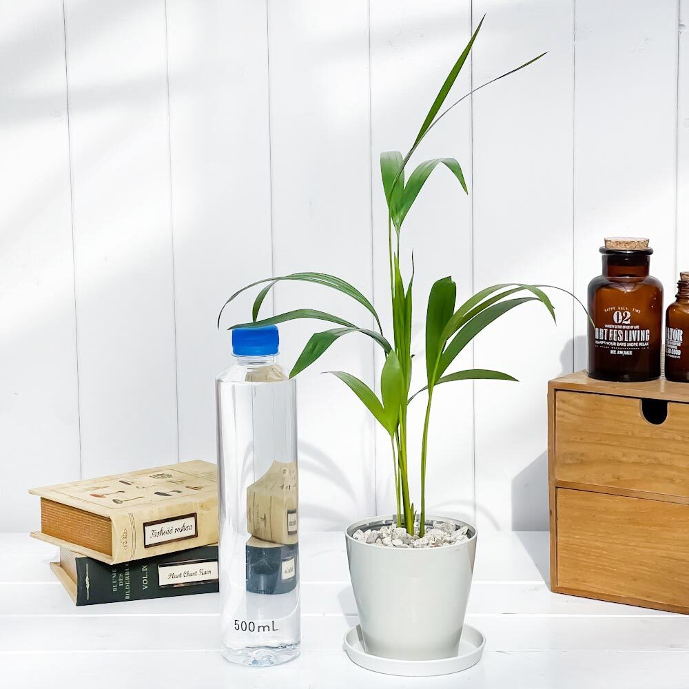 PLANCHU 観葉植物 アレカヤシ 3.5号鉢 受け皿付き 育て方説明書付き Dypsis lutescens ディプシス ヤシ コガネタケヤシ ヤマドリヤシ