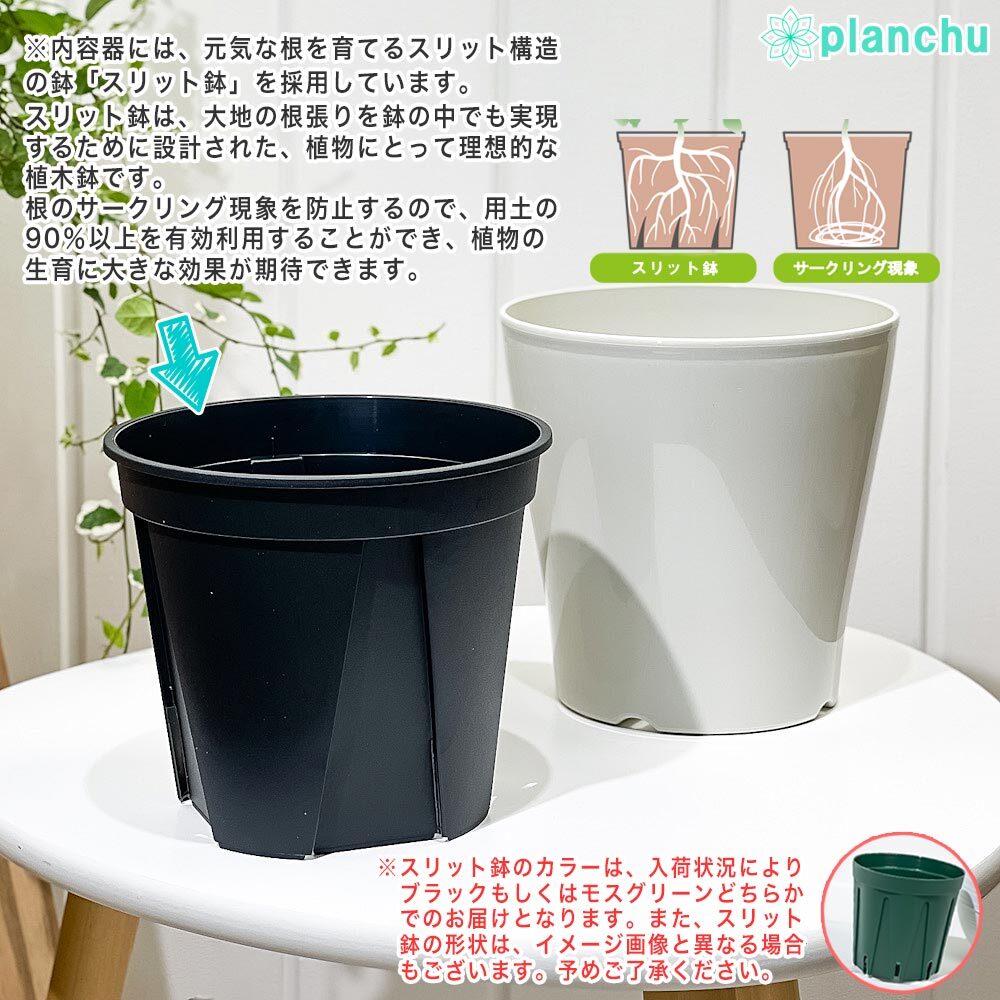 PLANCHU 観葉植物 エクメア フォスターズフェイバリット 5号鉢 受け皿付き 育て方説明書付き Aechmea ‘Foster's Favorite’ ブロメリア
