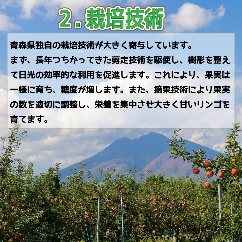 新物！青森県産　りんご　王林（おうりん）訳あり　ご家庭用　小玉　50-70玉　10kg　送料無料！