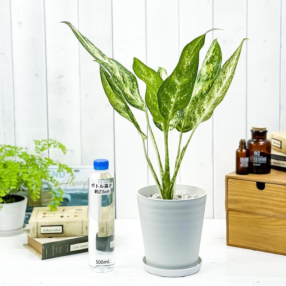 PLANCHU 観葉植物 アグラオネマ プセウドブラクテアツム 5号鉢 受け皿付き 育て方説明書付き Aglaonema ‘Pseudo-bracteatum’ 幸せを招くタイの宝石 アロイド