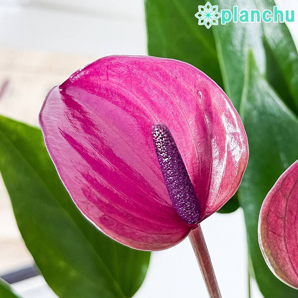 PLANCHU 観葉植物 アンスリウム シラノ 4号鉢 受け皿付き 育て方説明書付き Anthurium andraeanum ‘Cirano’ アンスリューム アロイド 鉢花 パープル系
