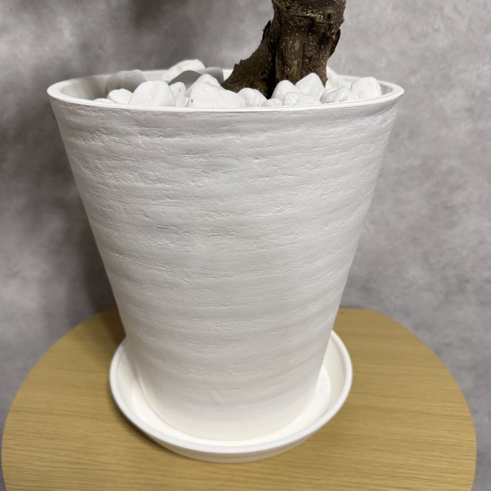 現品 ガジュマル 観葉植物 曲がり 8号鉢苗 大型 盆栽 登り樹 昇り竜 室内 珍しい 希少種 多幸の木 幸福をもたらす精霊が住むガジュマルの木 おしゃれなインテリア 結婚祝い 新築祝い 開店祝い 開業祝い 誕生日 母の日 父の日 記念日 プレゼントギフト 肥料別売り 敬老の日