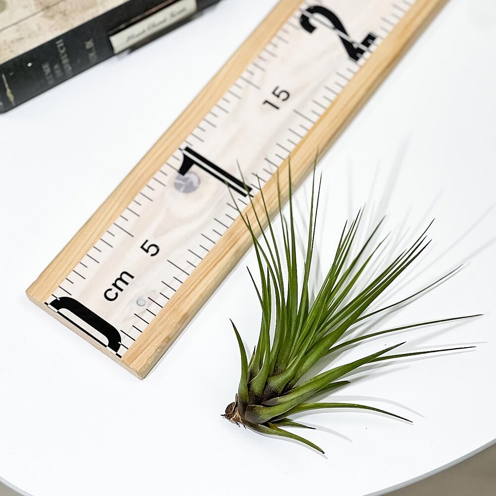 PLANCHU エアプランツ ティランジア トリコロール Mサイズ 1株 W10×H10cm前後 育て方説明書付き Tillandsia tricolor エアープランツ チランジア