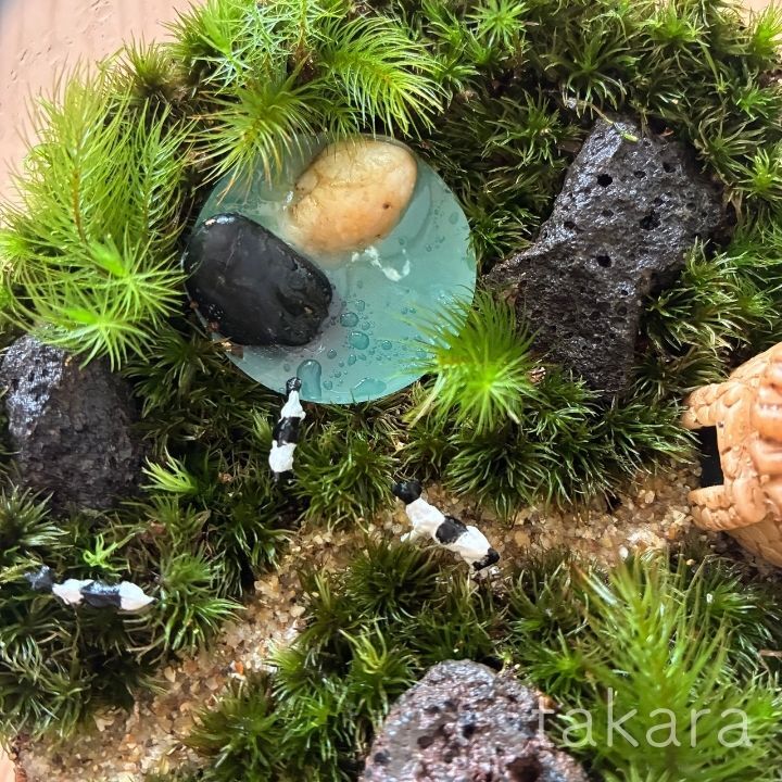 テラリウムキット 【湖がある牧場】 コケテラリウム おしゃれ 贈り物 ガラスボウル コケインテリア 母の日ギフト 手作りキット 創作キット 苔インテリア 苔リウム コケリウム 作成キット お誕生日 おうち時間 ステイホーム 敬老の日 ワークショップ 父の日 イベント