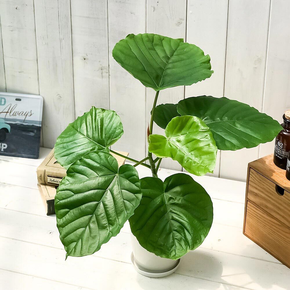 PLANCHU 観葉植物 フィカス ウンベラータ 4号鉢 受け皿付き 育て方説明書付き Ficus umbellata ゴムノキ