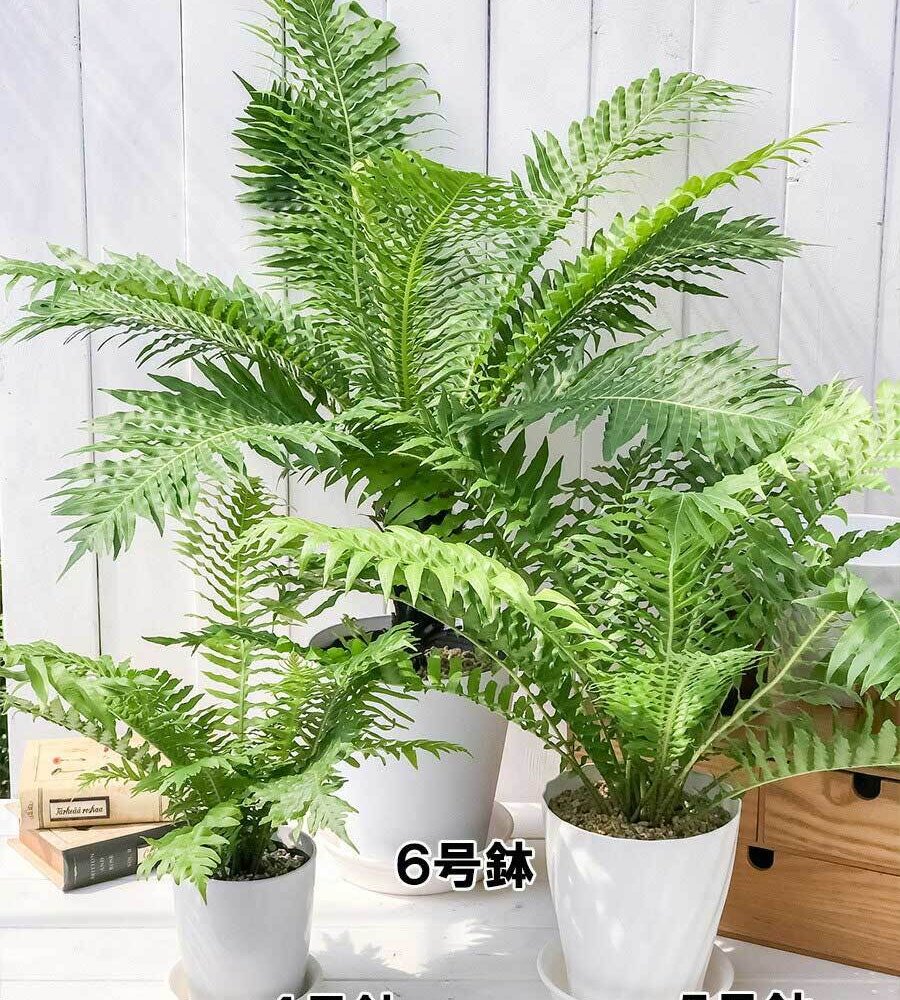 PLANCHU 観葉植物 ブレクナム シルバーレディ 木立タイプ 6号鉢 受け皿付き 育て方説明書付き Blechnum gibbum ‘Silver Lady’ シダ植物