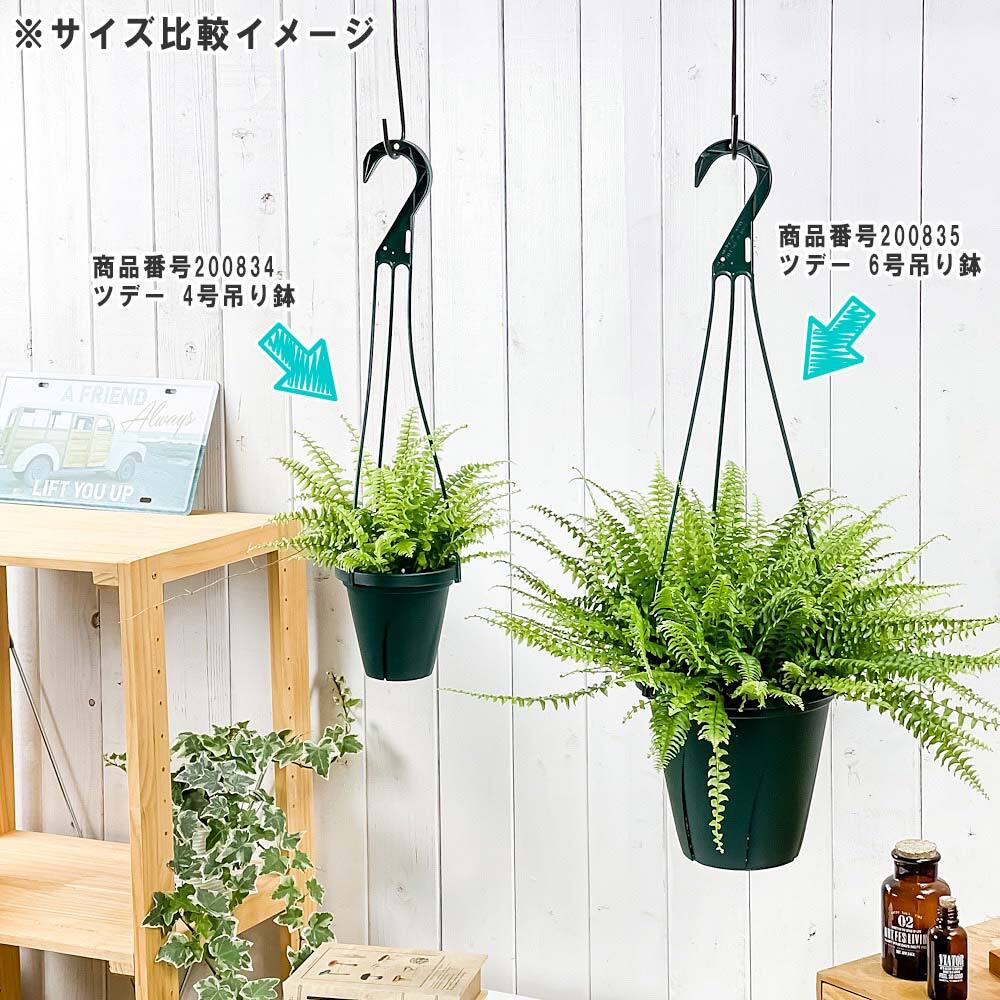 PLANCHU 観葉植物 ネフロレピス ツデー 4号吊り鉢 育て方説明書付き Nephrolepis exaltata ‘Teddy Junior’ ボストンファーン ボストンファン シダ植物