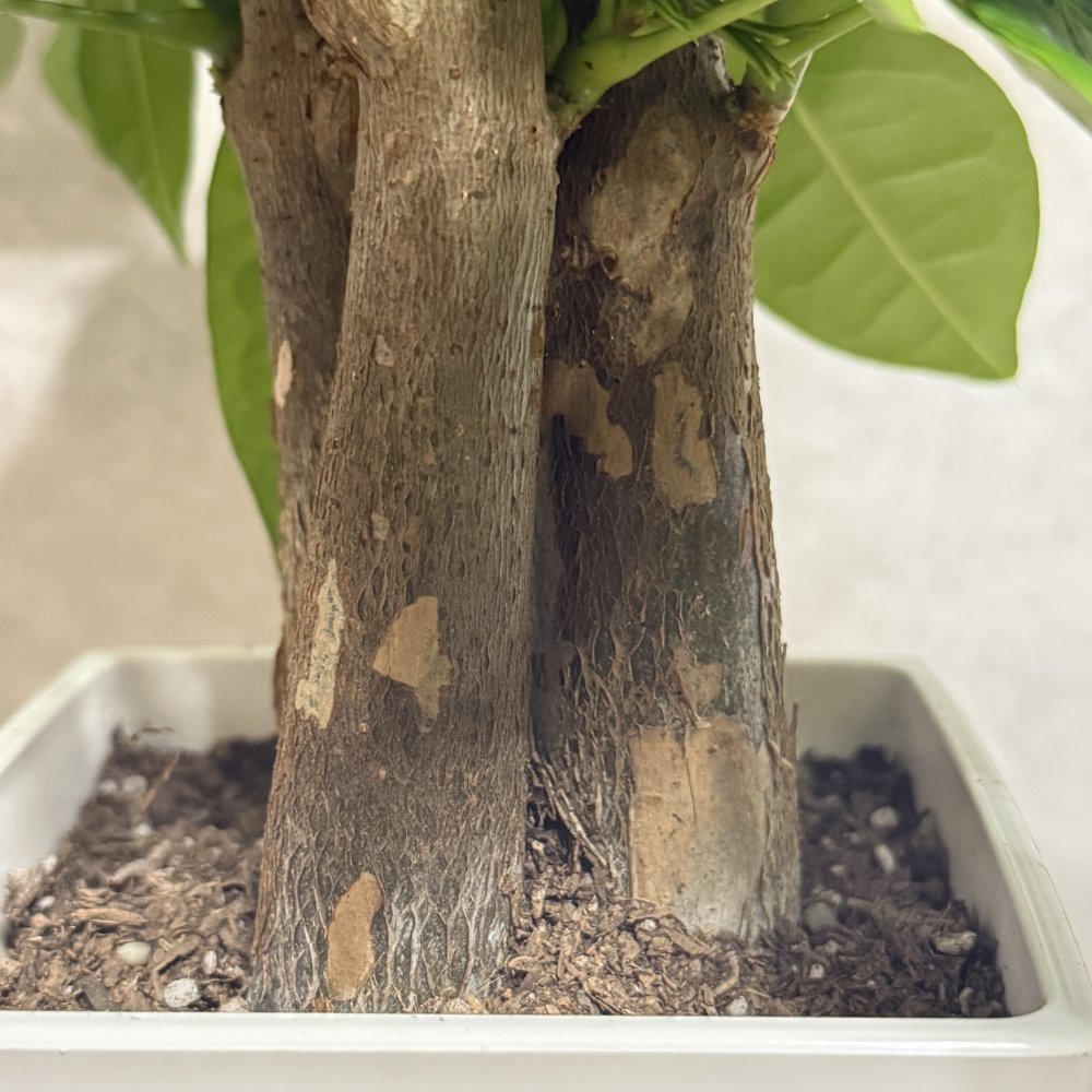 観葉植物 パキラ グラブラ 3本立ち ミニ 卓上 小さい 4号 高さ約35cm 白 スクエア鉢 マネーツリー 育てやすい 耐陰性 インテリア デスク 棚 一人暮らし 誕生日 引っ越し祝い 就職祝い 退職祝い お礼 プチギフト お祝い ギフト プレゼント おしゃれ