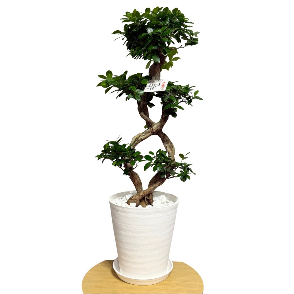 ガジュマル 観葉植物 八の字 8号鉢苗 大型 盆栽 末広がりの8の字 室内 珍しい 希少種 多幸の木 幸福をもたらす精霊が住むガジュマルの木 おしゃれなインテリア 結婚祝い 新築祝い 開店祝い 開業祝い 誕生日 母の日 父の日 記念日 プレゼントギフト 肥料別売り 敬老の日