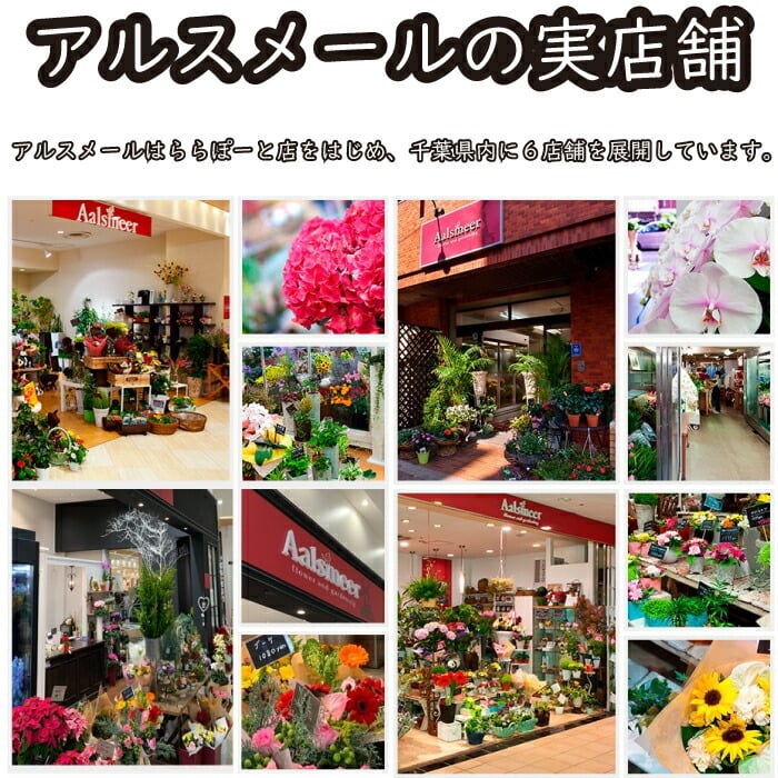 リンドウ りんどう 竜胆花 秋  アレンジメント アレンジ ラッピング無料 お祝い 誕生日 開業祝い 移転祝い 昇進 就任 還暦 フラワーギフト プレゼント お花のプレゼント