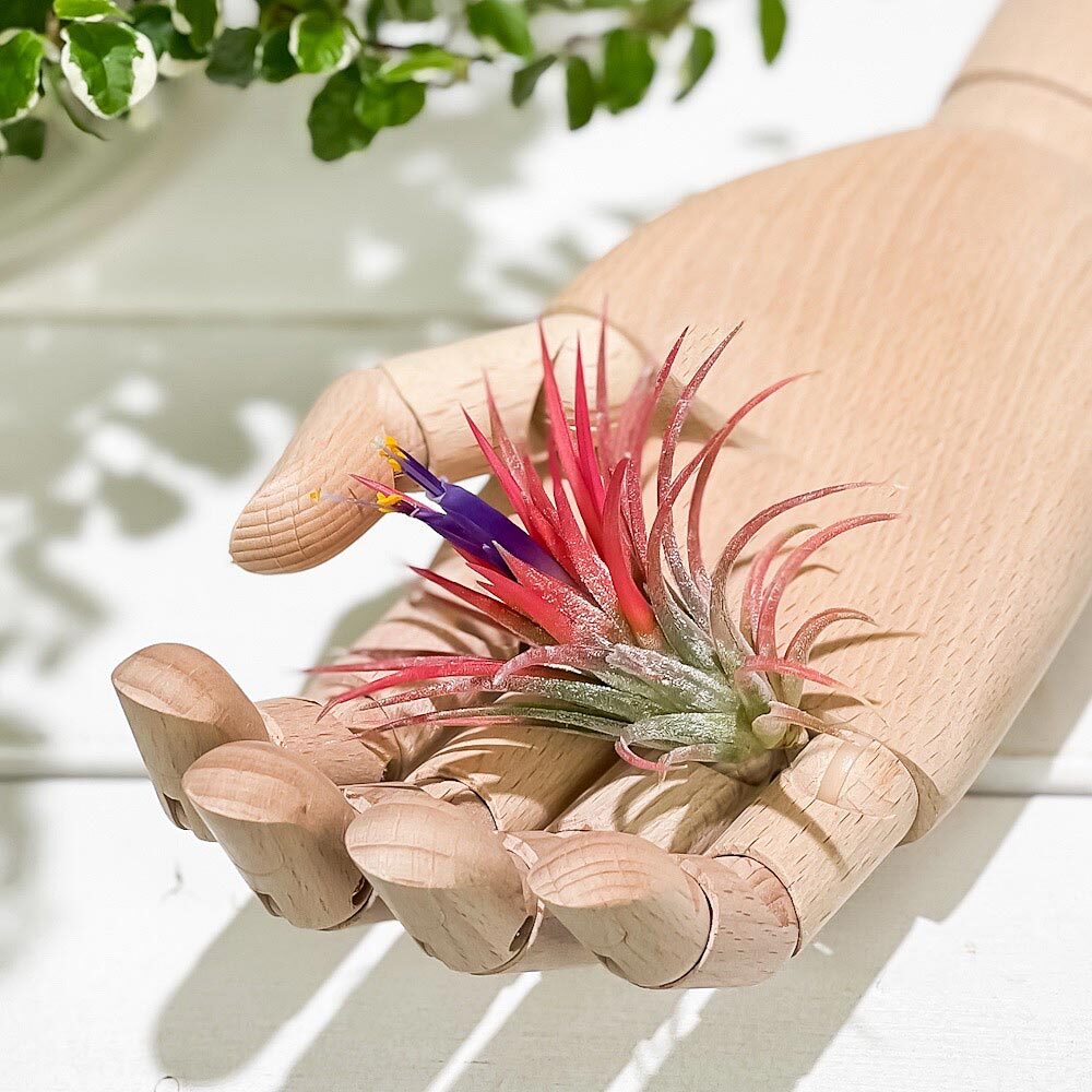 PLANCHU エアプランツ ティランジア イオナンタ Mサイズ 1株 W5×H5cm前後 育て方説明書付き Tillandsia ionantha エアープランツ チランジア
