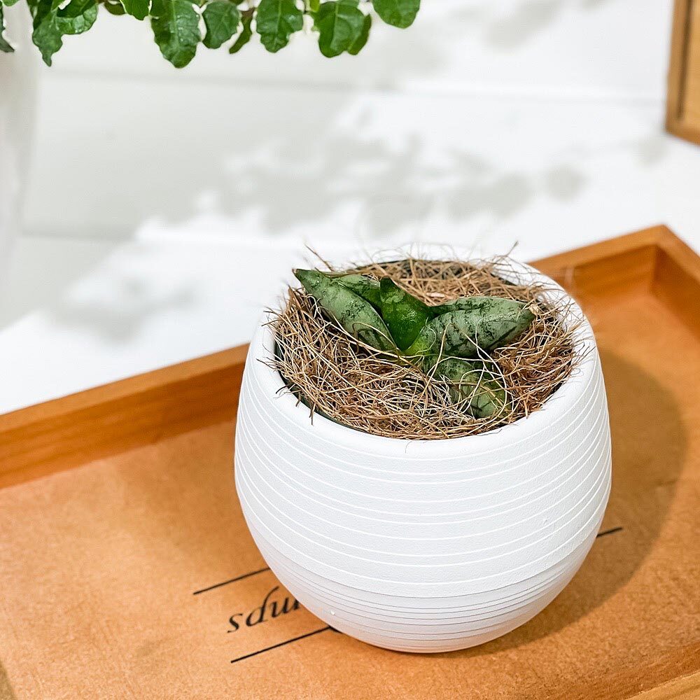 PLANCHU 多肉植物 サンセベリア ボンセレンシス スーパードワーフ 3号丸鉢 受け皿付き 育て方説明書付き Sansevieria ‘Boncellensis Super Dwarf’ サンスベリア