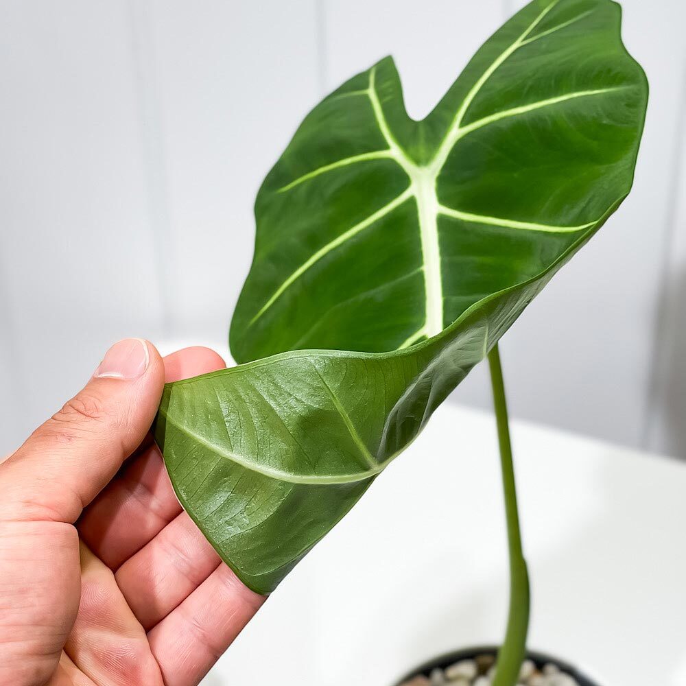 PLANCHU 観葉植物 アロカシア グリーンベルベット 4号鉢 受け皿付き 育て方説明書付き Alocasia ‘Green Velvet’ アロイド