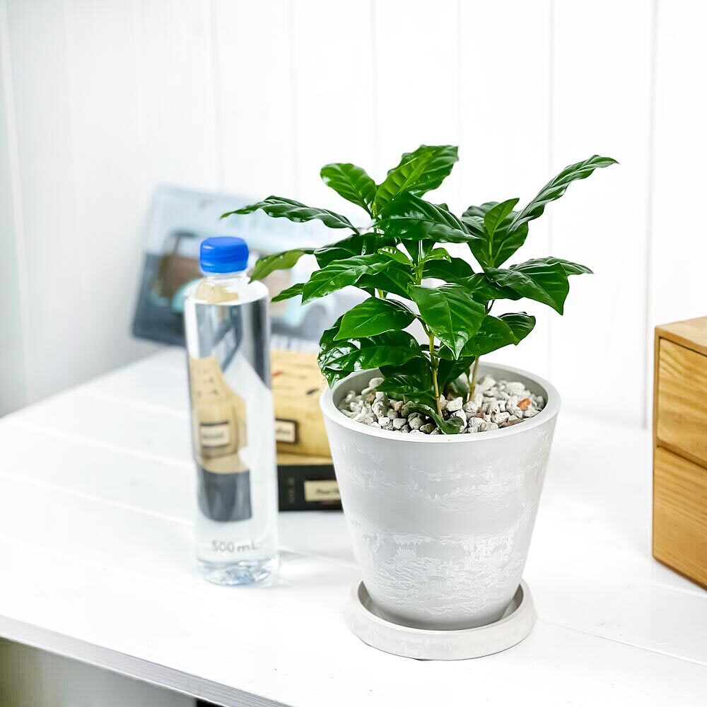 PLANCHU 観葉植物 コーヒーノキ アラビカ 5号樹脂鉢 ホワイト サスティー付き 受け皿付き 育て方説明書付き Coffea arabica コーヒーの木 珈琲の木 アラビカコーヒー