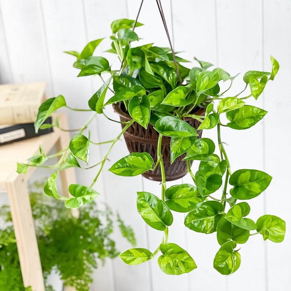 PLANCHU 観葉植物 ポトス グローバルグリーン 5号吊り鉢 育て方説明書付き PVP Epipremnum aureum ‘Global Green’ エピプレムナム アロイド