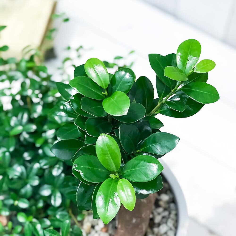 PLANCHU 観葉植物 ガジュマル2種の寄せ植え 人参ガジュマル＆つる性ガジュマル 樹脂鉢 ホワイト サスティー付き 受け皿付き 育て方説明書付き 精霊の宿る木