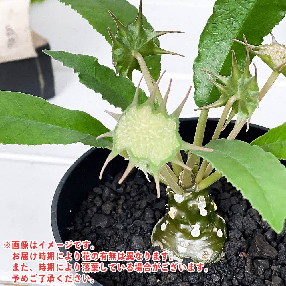 PLANCHU 多肉植物 ドルステニア フォエチダ 3号鉢 受け皿付き 育て方説明書付き Dorstenia foetida コーデックス