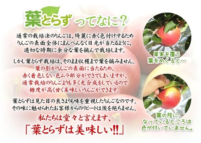 【11月中旬頃発送】蜜入りは１２月末まで　青森県認証 特別栽培農産物 ◆ 甘くておいしい！フォーシーズン 青森りんご 葉とらずサンふじ 家庭用 約１０kg箱