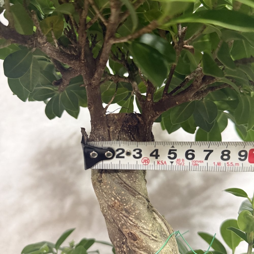 ガジュマル 観葉植物 八の字 8号鉢苗 大型 盆栽 末広がりの8の字 室内 珍しい 希少種 多幸の木 幸福をもたらす精霊が住むガジュマルの木 おしゃれなインテリア 結婚祝い 新築祝い 開店祝い 開業祝い 誕生日 母の日 父の日 記念日 プレゼントギフト 肥料別売り 敬老の日