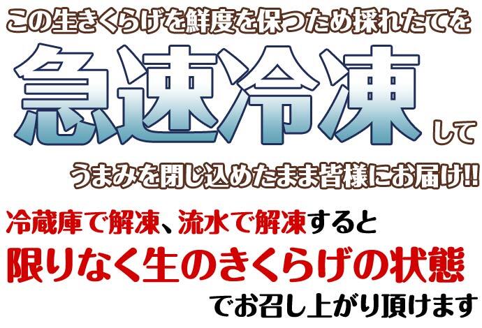 北海道産 冷凍生きくらげ 蝦夷ぷる美人 1kg(200g×5個入) 菌床栽培・無農薬 ぷりぷり肉質生キクラゲ 木耳 きのこ キノコ 送料無料 ※沖縄は送料別途加算
