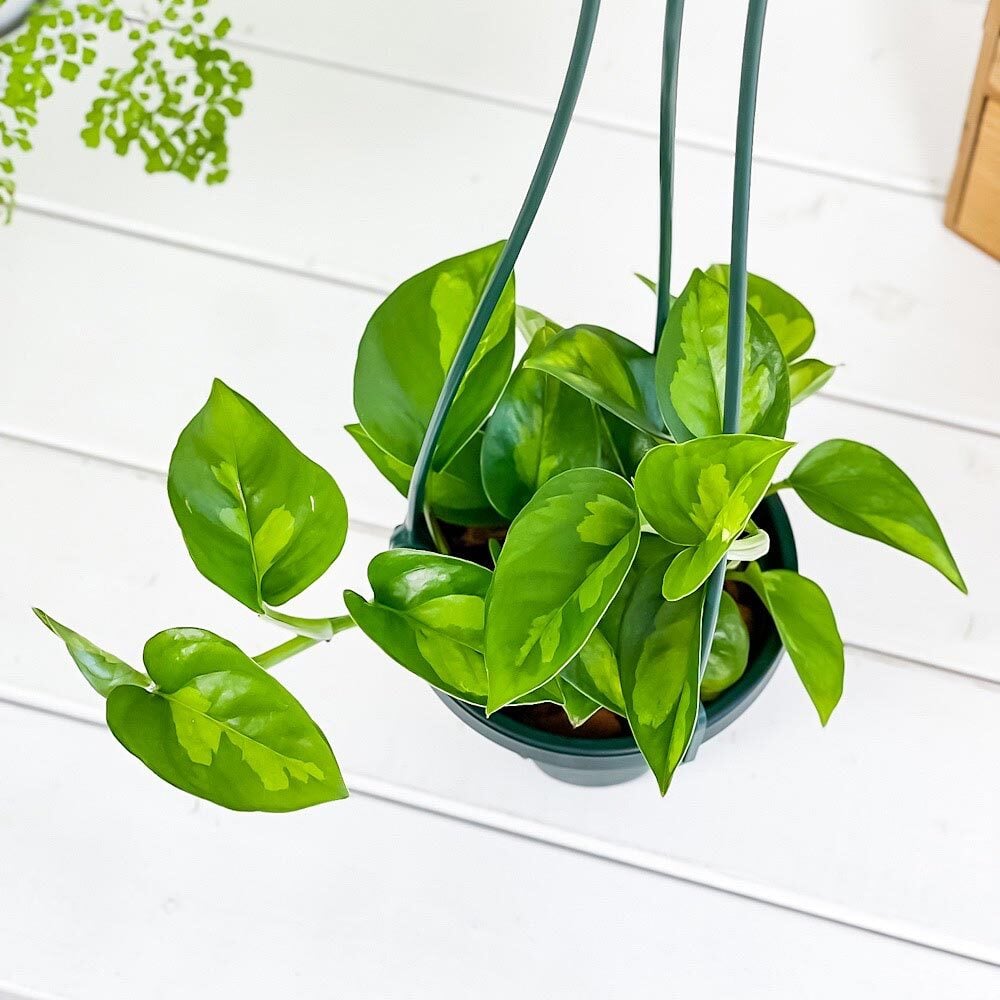 PLANCHU 観葉植物 ポトス グローバルグリーン 4号吊り鉢 育て方説明書付き PVP Epipremnum aureum ‘Global Green’  エピプレムナム アロイド