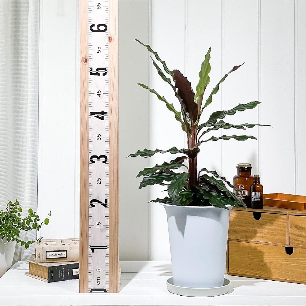PLANCHU 観葉植物 カラテア ルフィバルバ 6号鉢 受け皿付き 育て方説明書付き Calathea rufibarba