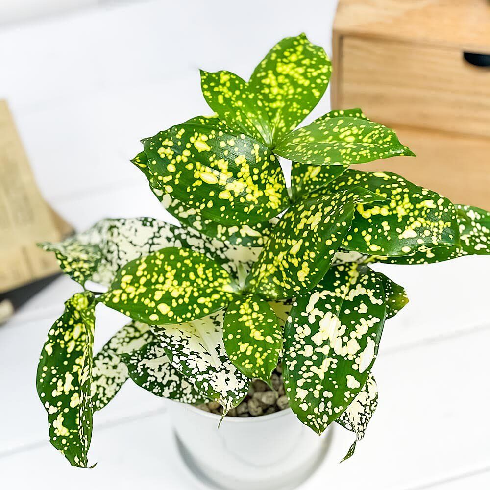 PLANCHU 観葉植物 ドラセナ フロリダビューティー 4号鉢 受け皿付き Dracaena surculosa ‘Florida Beauty’ スルクローサ ゴッドセフィアナ