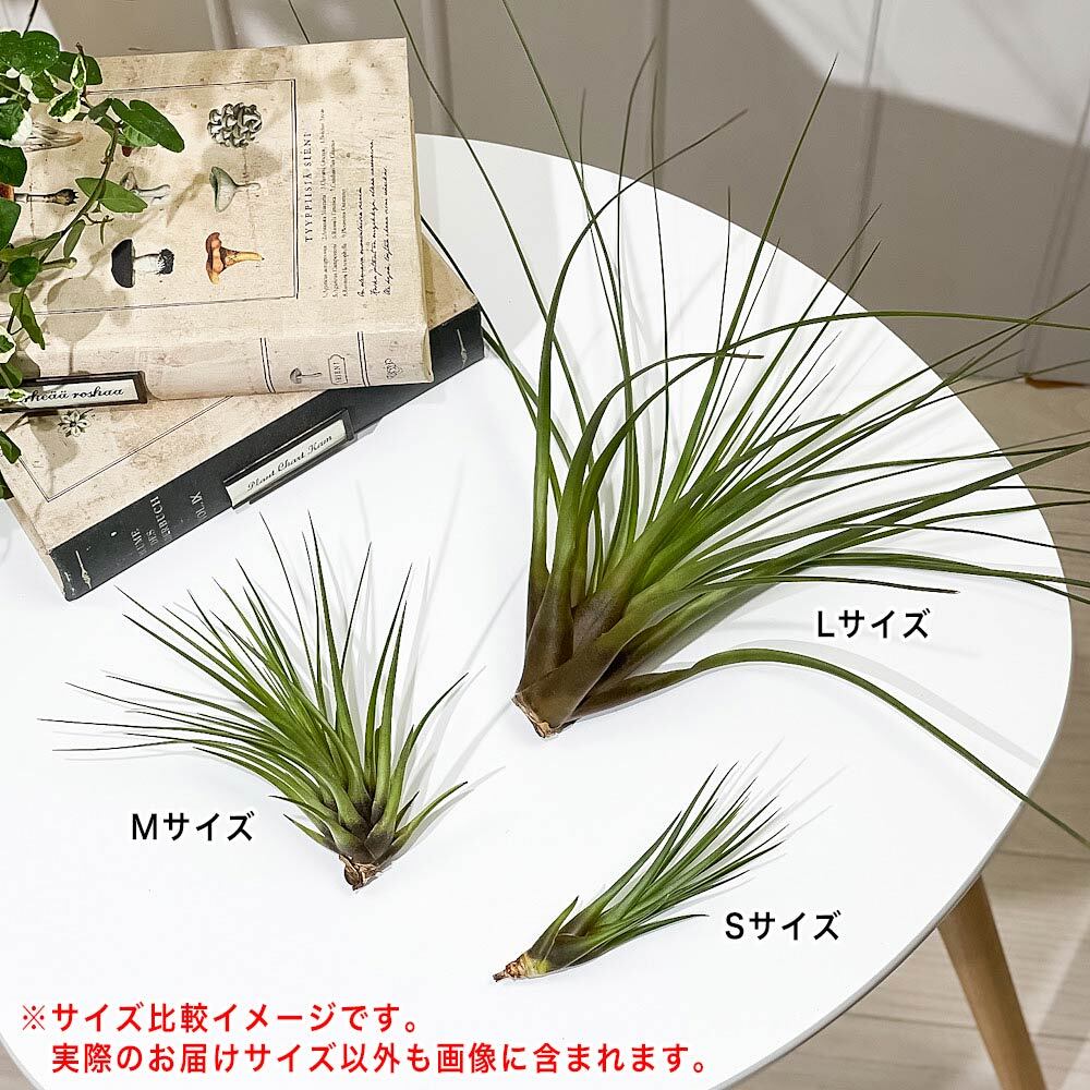 PLANCHU エアプランツ ティランジア トリコロール Lサイズ 1株 W25×H25cm前後 育て方説明書付き Tillandsia tricolor エアープランツ チランジア