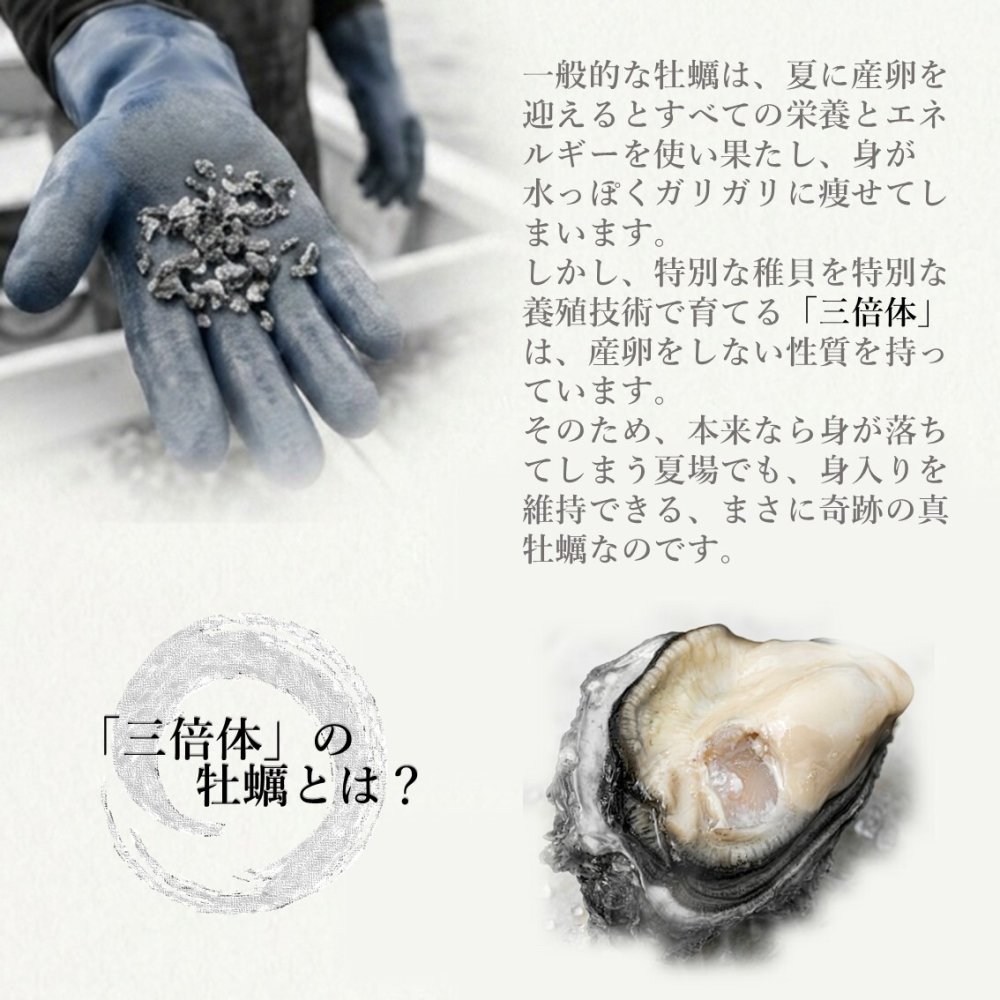 【生食用】 牡蠣 殻付き 1kg（9〜11個） 気仙沼大島産 三倍体 真牡蠣 鼎雫 かなえしずく ブランド牡蠣 送料無料 生カキ ギフト 贈答