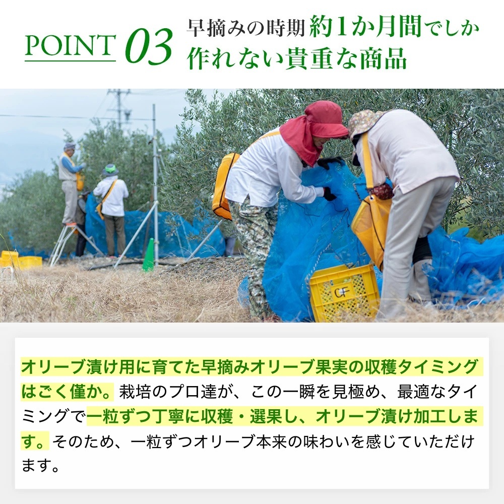 静岡産オリーブセット