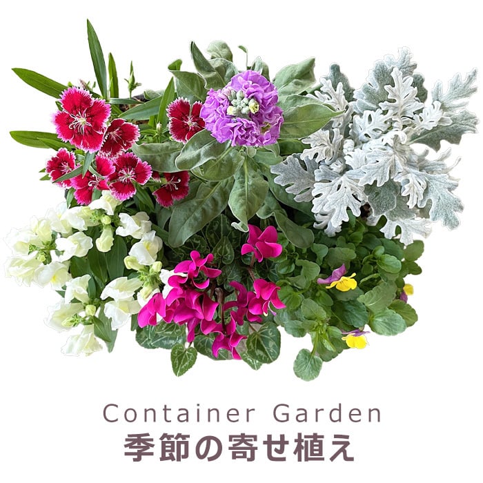 季節の寄せ植え 秋 タル型鉢 黒 ギフトにも最適な季節のお花を寄せ植えに【プレゼント ガーデンピック 玄関 ベランダ 送料無料 沖縄・離島を除く】
