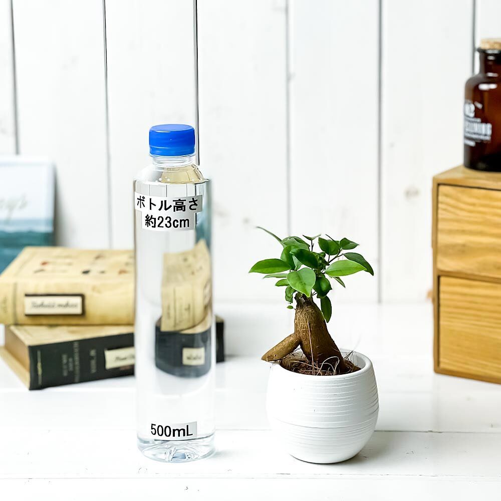 PLANCHU 観葉植物 ガジュマル 3号丸鉢 受け皿付き 育て方説明書付き Ficus microcarpa フィカス ミクロカルパ 精霊の宿る木