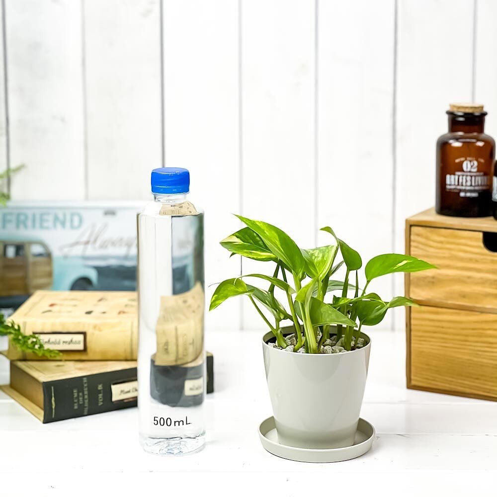 PLANCHU 観葉植物 ポトス ゴールデン 3.5号鉢 受け皿付き 育て方説明書付き Epipremnum aureum エピプレムナム アロイド