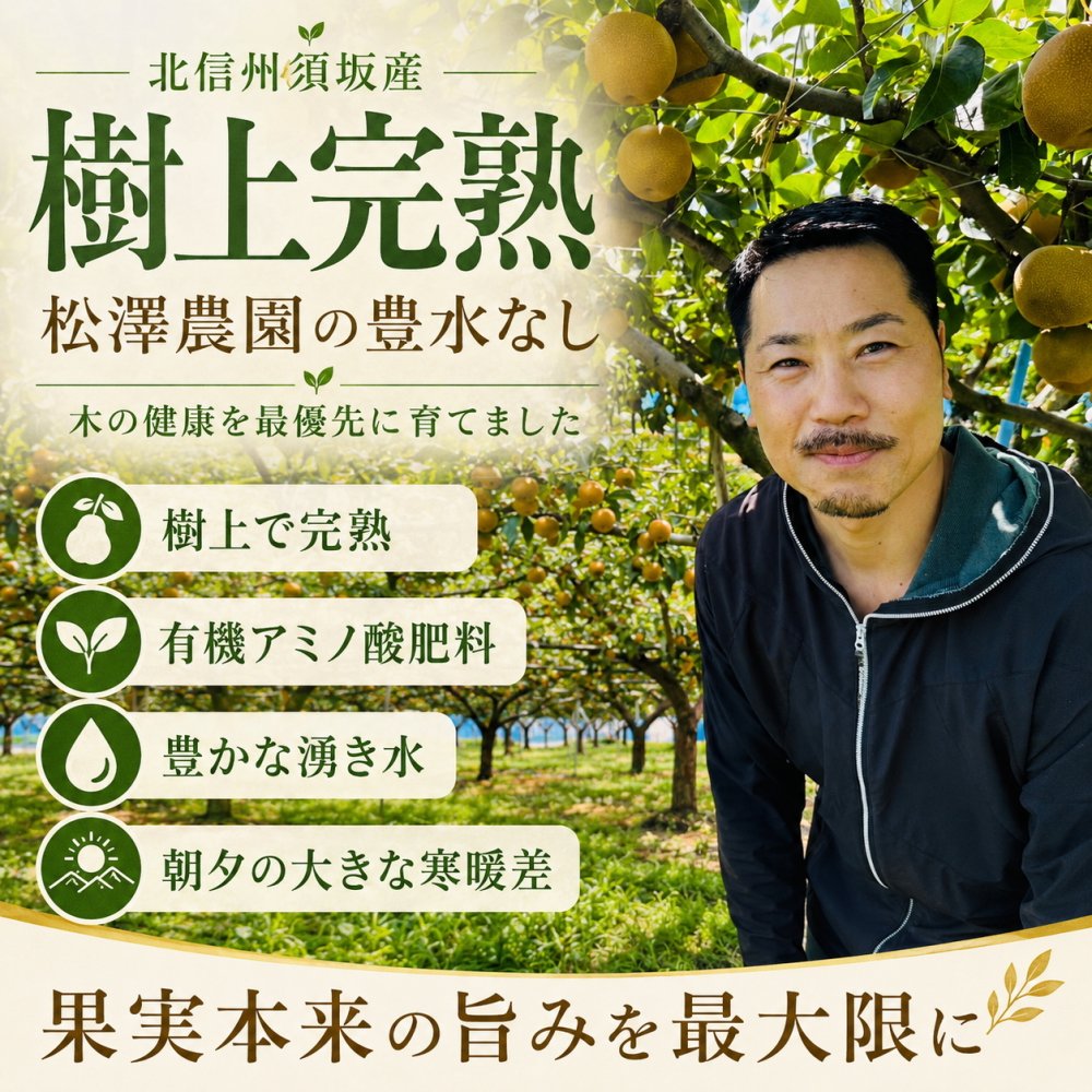樹上完熟 松澤農園 豊水なし 約5kg 北信州須坂産　敬老の日 フルーツ ギフト